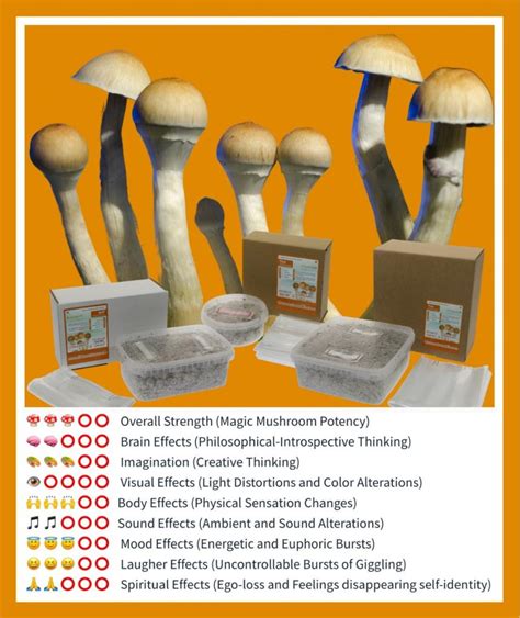 Magic mushroom spores online auction